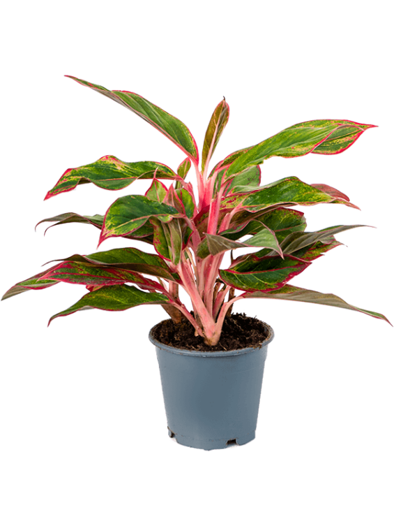 Aglaoneema`Crete` - Plantarium