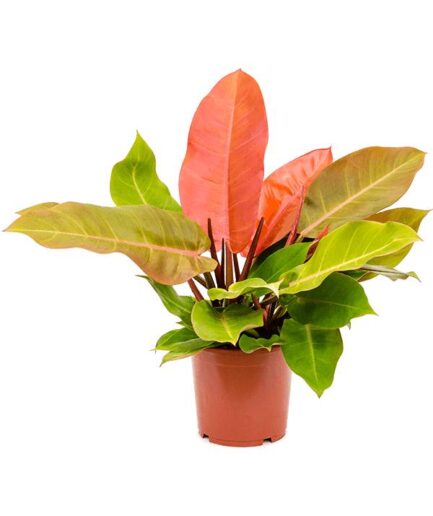 filodendron