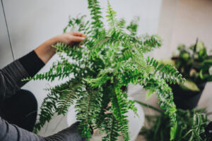 taimehooldus ja töötoad