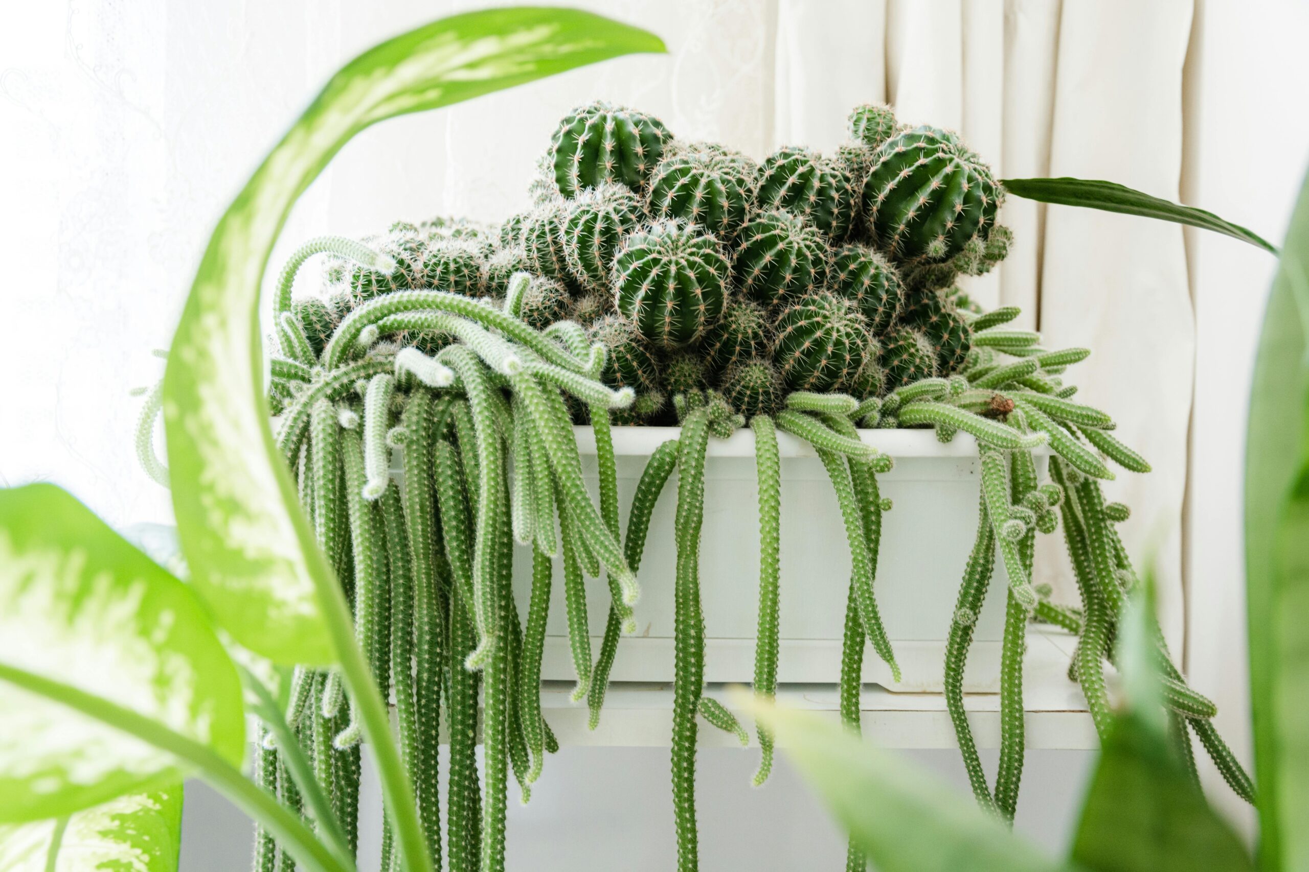 toataimed: sukulendid